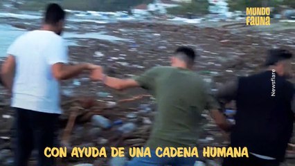 Rescatado en medio del mar: perrito logra salir de un lote de basura flotante