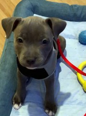 Puppy Tilts Head to Tune