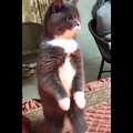 Funniest Cats  -  Funny ANIMALS are WAY FUNNIER!  - Johnny Catsville