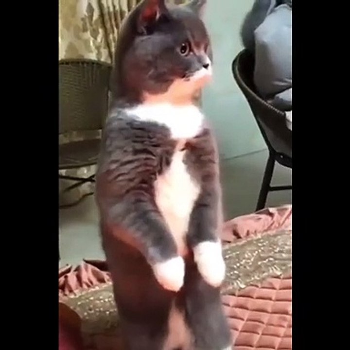 Funniest Cats  -  Funny ANIMALS are WAY FUNNIER!  - Johnny Catsville
