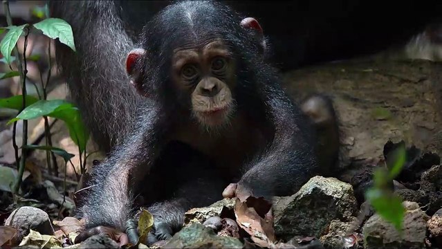 Chimpanzés Extrait vidéo VF