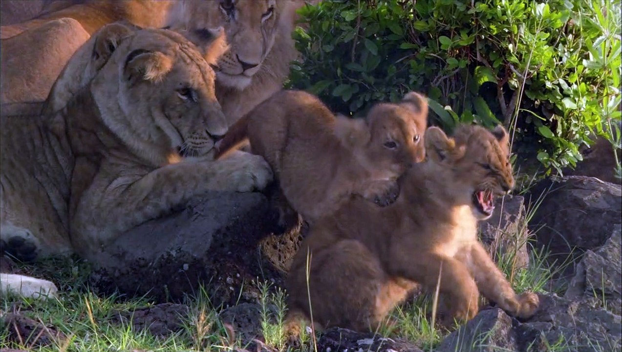 Félins Extrait vidéo VF