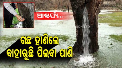 Water Coming Out From Tree | Know Important Details