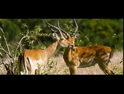 Les Animaux amoureux Bande-annonce VF