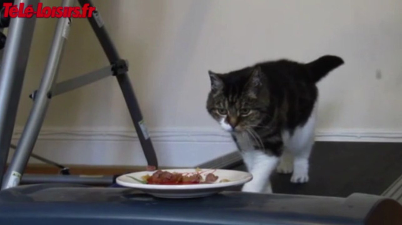 Un chat sur un tapis roulant, les plus gros bras du monde... Le Zapping du web