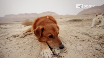 DOGTV : Une chaîne pour les chiens ? Et oui, ça existe !