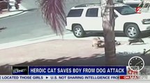 Un chat sauve un enfant violemment attaqué par un chien