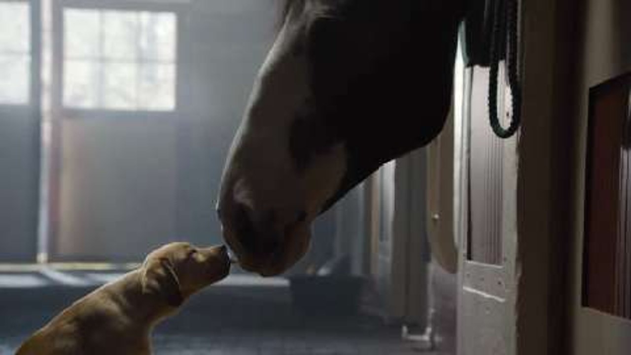 L'irrésistible publicité de Budweiser pour le Super Bowl 2014