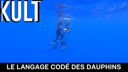 Le langage codé des dauphins