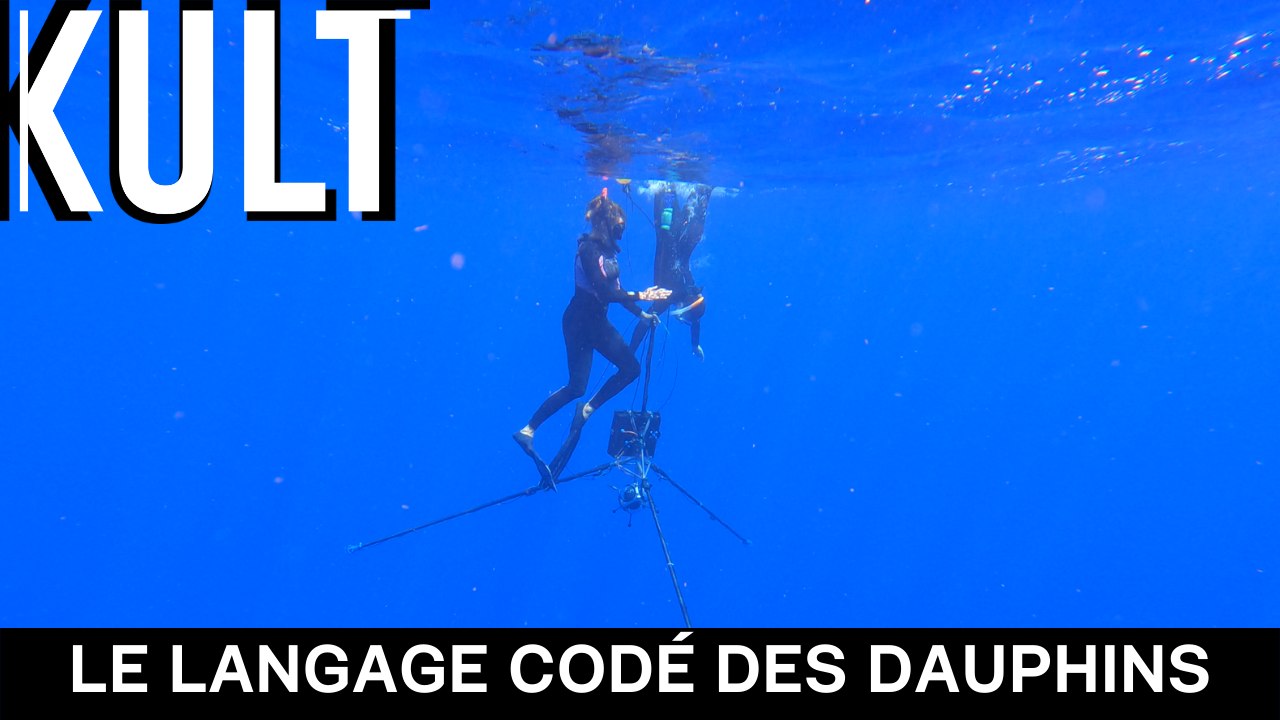 Le langage codé des dauphins