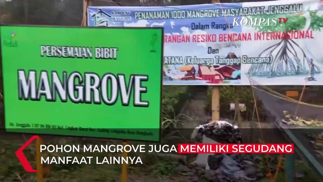 Olahan Daun Mangrove yang Kaya Manfaat, Jadi Teh hingga Kerupuk