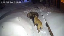 Devasa büyüklükteki köpek, sahibini korumak için ayıya böyle saldırdı! Anbean kamerada