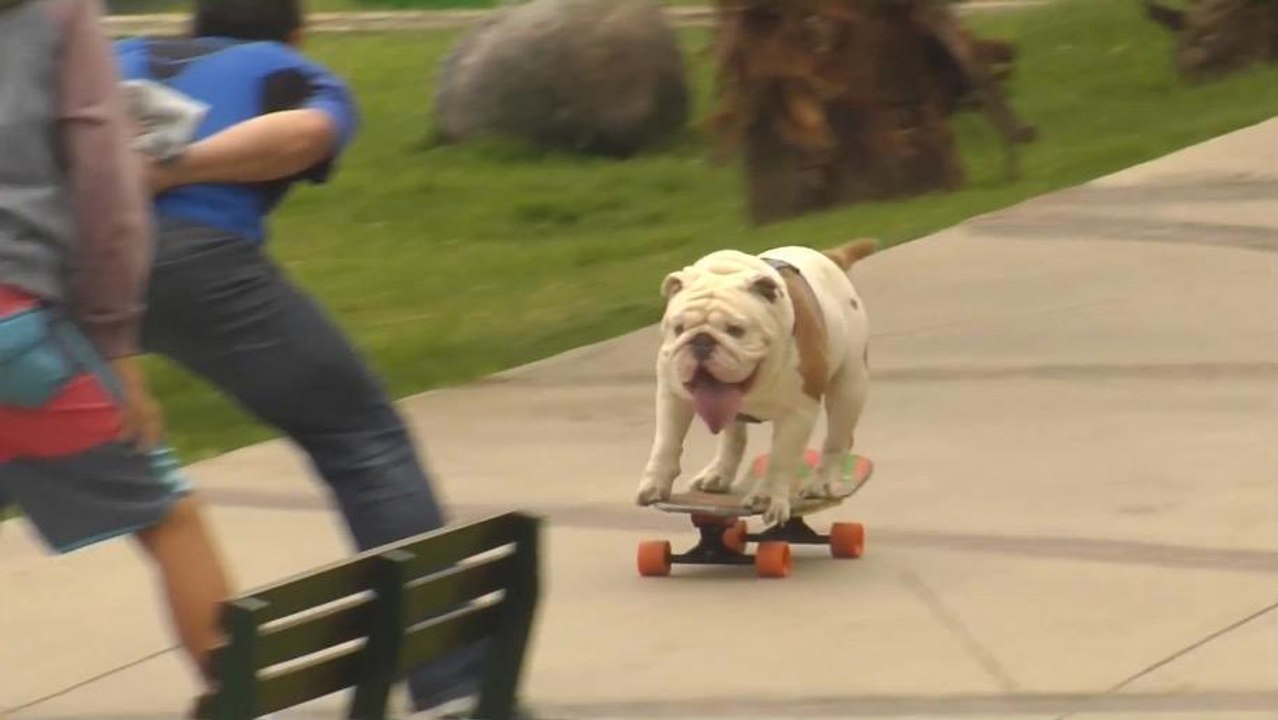 Le Monde de Bingo & Rolly : voici des chiens aussi casse-cou que les petits héros de Disney Junior !