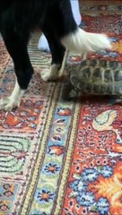 Une tortue féroce mais trop lente
