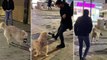Sokak köpeği, camiye gelen bir kişinin ayakkabısını kapıp kaçtı