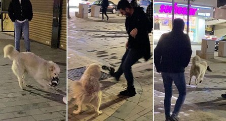 Sokak köpeği, camiye gelen bir kişinin ayakkabısını kapıp kaçtı