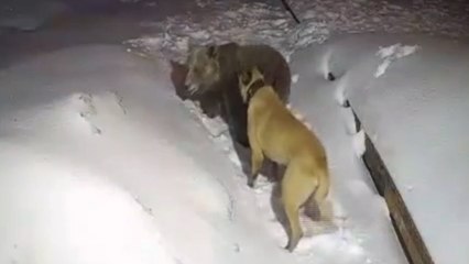 Ayı ile köpeğin boğuşması kamerada
