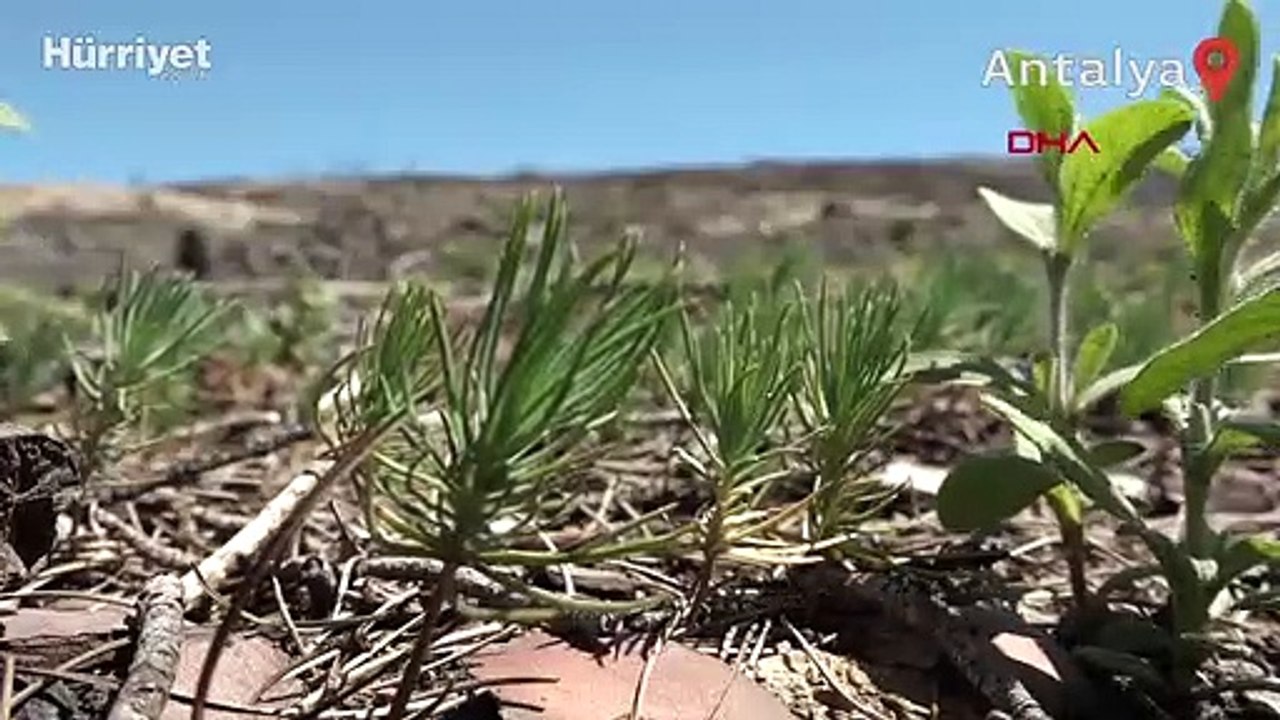 Manavgat küllerinden doğuyor, kızılçam tohumları filizlendi
