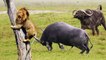 Lion Vs 2 buffaloes, see how a loyal buffalo saved his friend with no fear