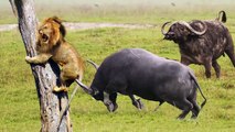 Lion Vs 2 buffaloes, see how a loyal buffalo saved his friend with no fear