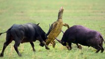 Komodo Dragon , the most brutal reptile , see how he kills  the biggest animals by only one bite!