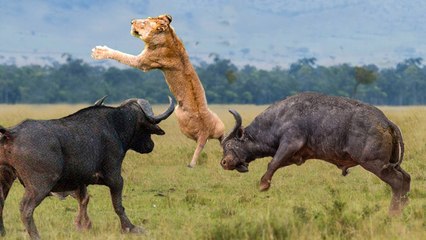 Epic Battle: Lion vs. 2 Giant Buffaloes 🦁🦬 Who Will Win?