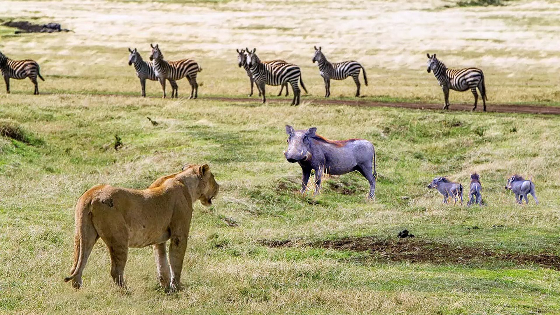 ⁣Lion VS Leopard VS Hyena , the lion exposed him self to animals