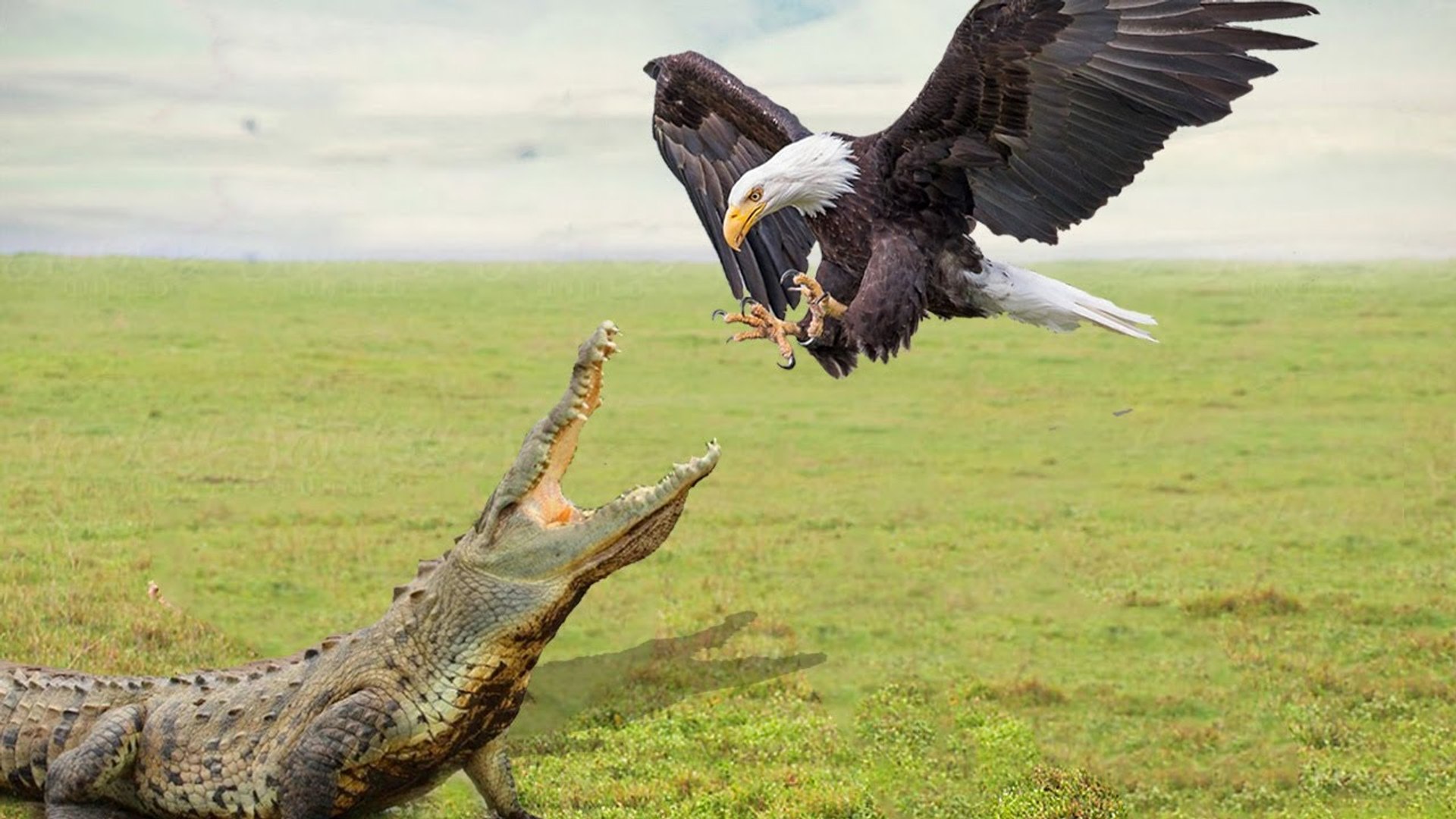 Eagle VS Crocodile,Cheetah,Sanke , Rare moments of kind of sky Eagles  Hunting! - video Dailymotion