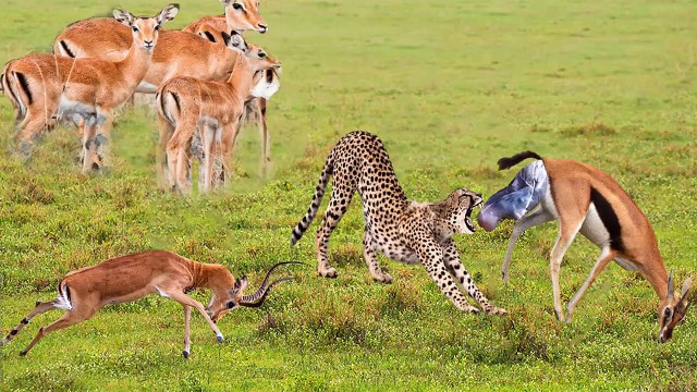 Father Impala Vs cheetah , what the fathers did to save his son , is his father feeling strong as mother