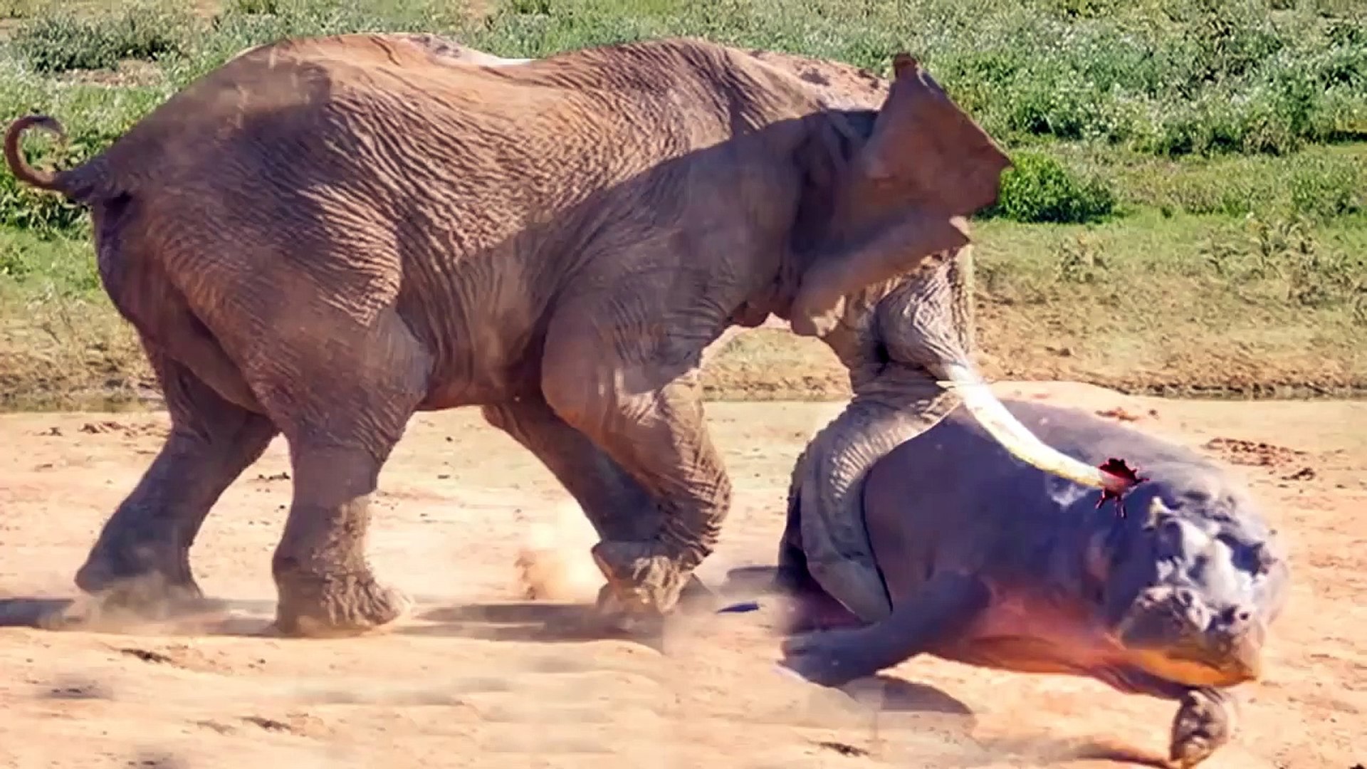 ⁣The most BRUTAL battle you will see ,Rhino VS Tiger VS Elephant VS Hippo VS Buffalo , THE WINNER WIL