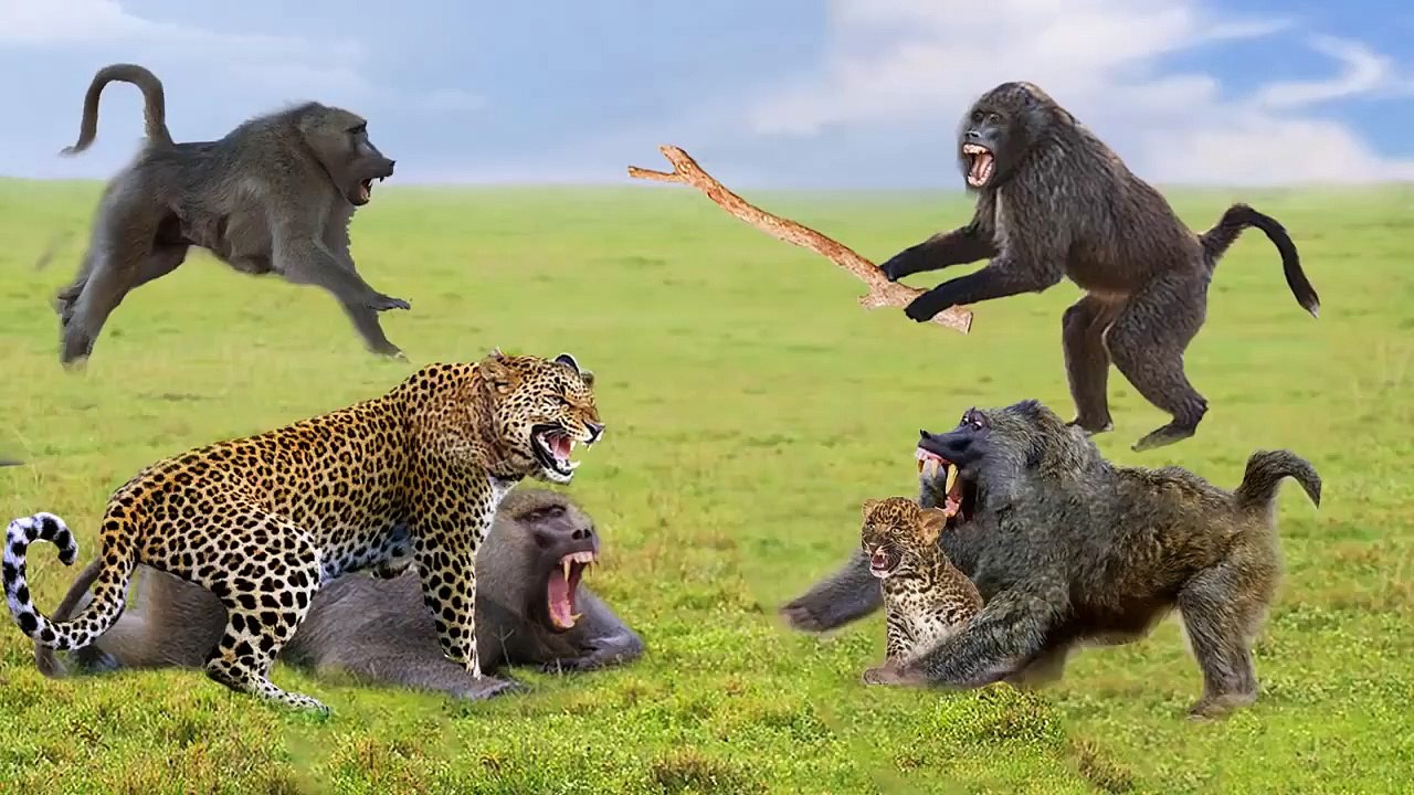 Baboons Vs Leopard , see how those brothers show the beast hell