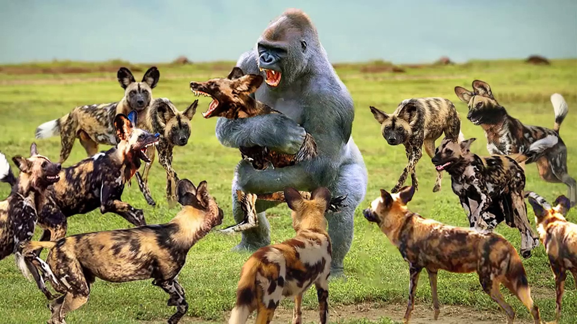 ⁣Baboon Vs Wild Dog , see how this mother monkey played with those beasts to protect her baby