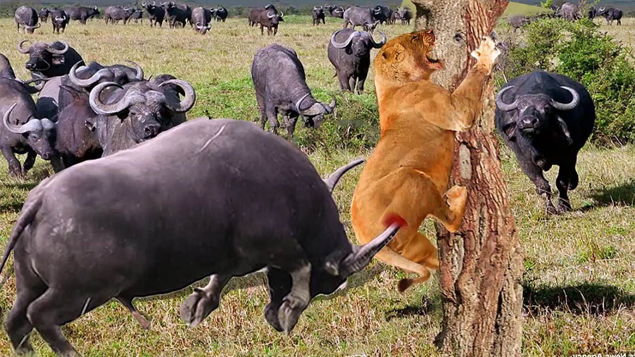 Lion Vs Buffalos Vs Zebra , see why this Buffalos attacked the lion to save whome?
