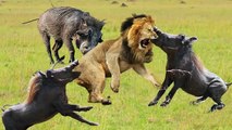 Warthog Vs Lions VS  Hyenas VS Leopards, SEE who won in this bloody Battle