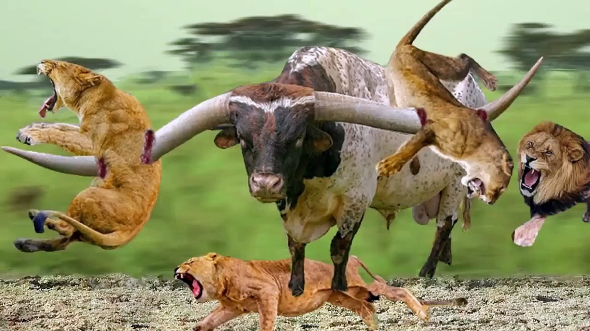 ⁣Old Buffalo VS  10 Lions, but the old is gold! see what happened to the 10 lions