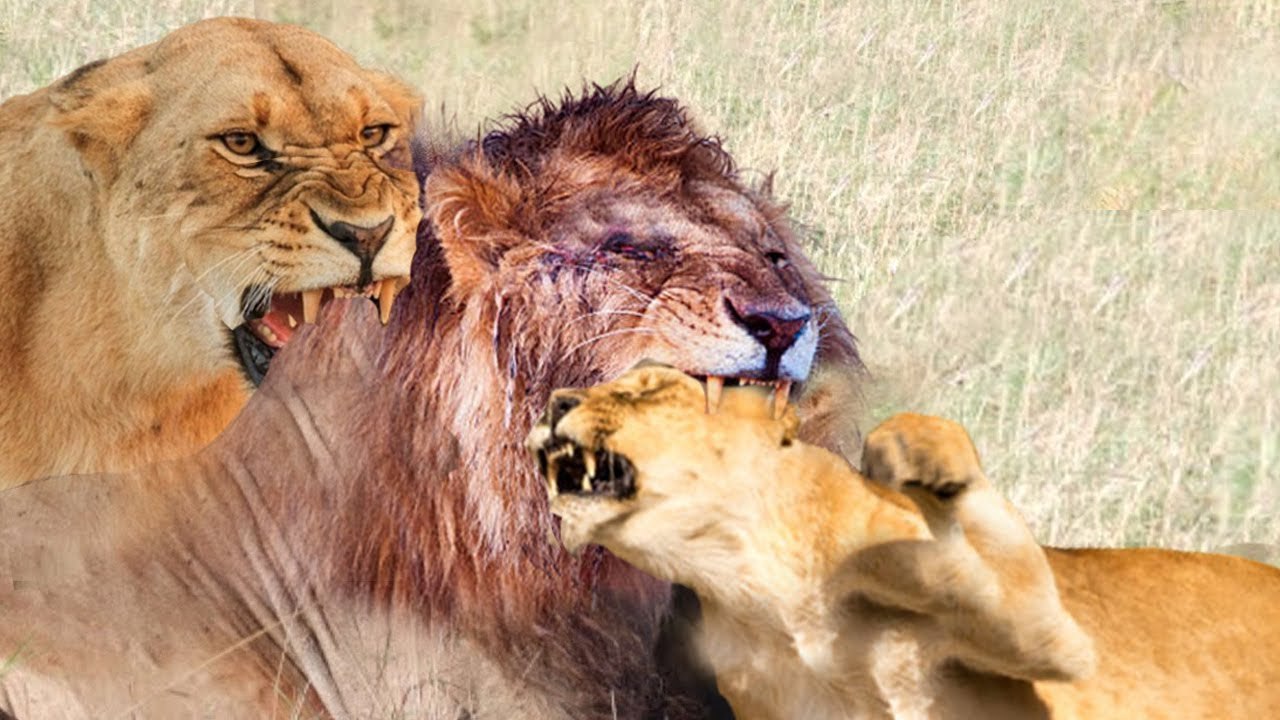 savage lion killed a mother Leopard and her baby
