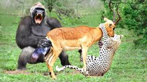 one of the most scary fight ever , this  Impala fought with Leopard and Gorillas to save her cubs!