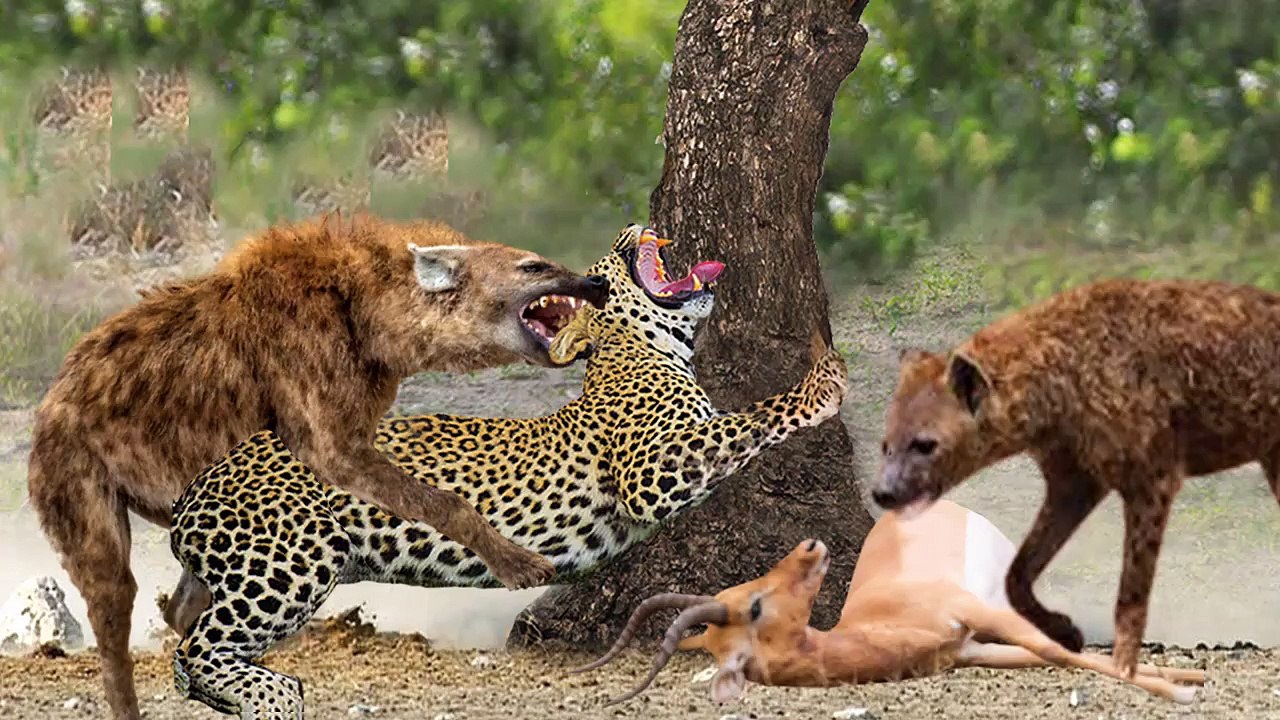 Hyena VS Leopard VS wild Dog VS Crocodile , this thief Hyena tries to steal the their Prey ,