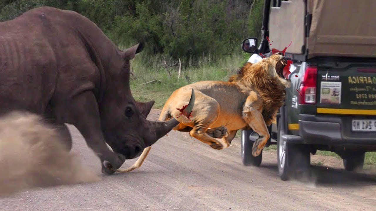 Lion VS Rhino see how this lion got attacked and beaten till tears