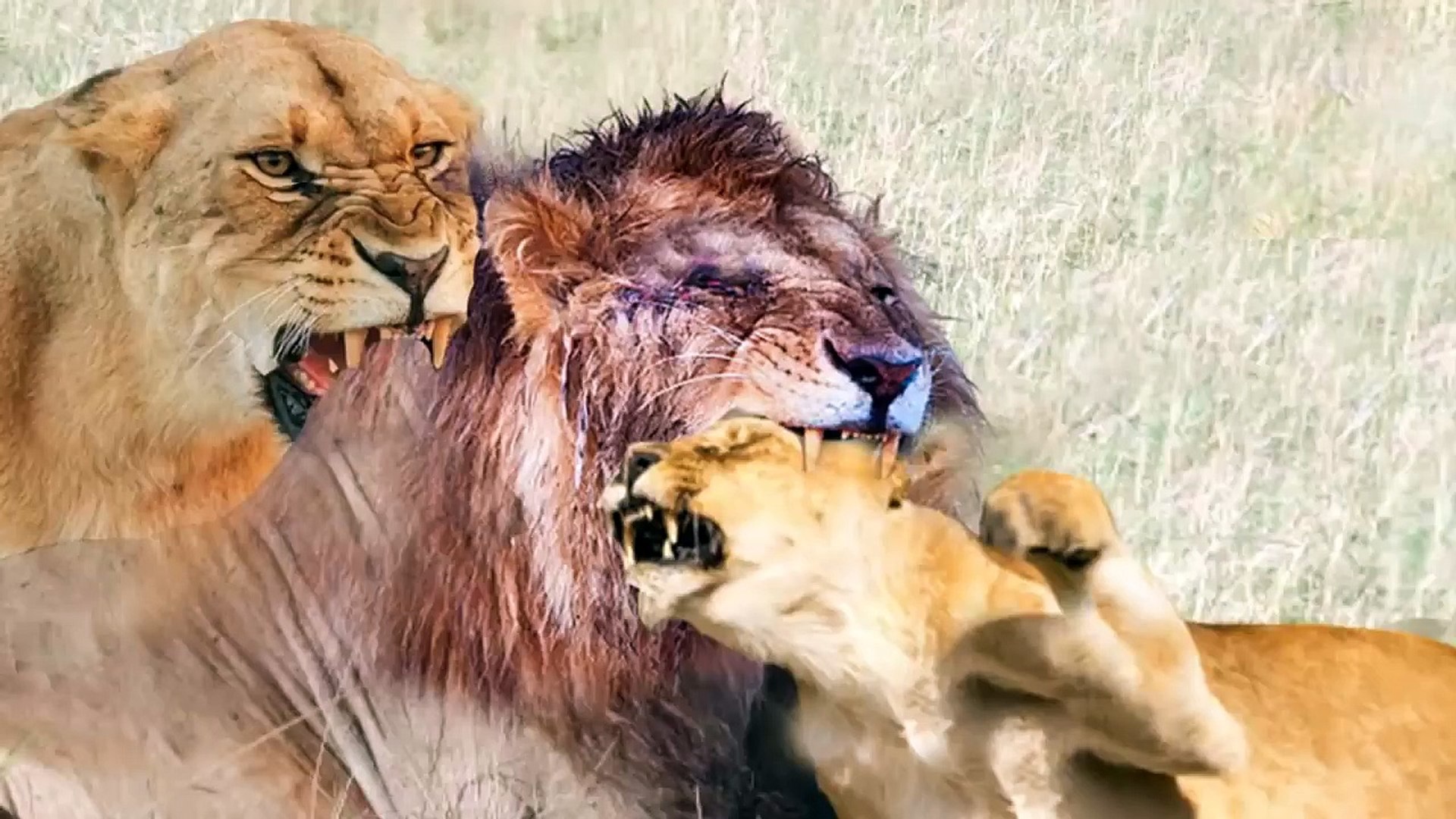 ⁣so weird fight?!!! how this jealous female lion kill her mate that cheated on her!
