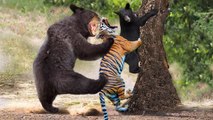 Bear Vs Tiger, the most rare moment that caught on Camera , Mother  bear turn into monster and cut this lion throat
