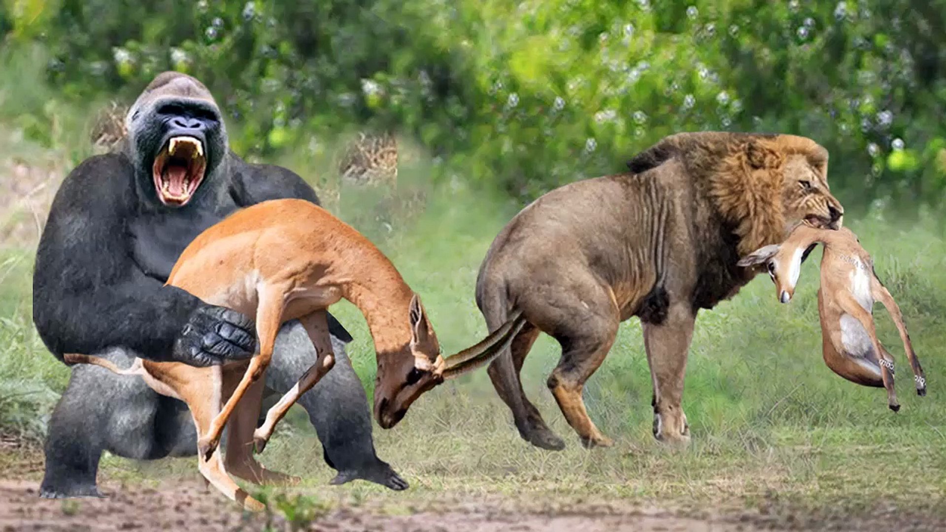 ⁣Mothers Animals VS Predators , moment you will not believe when animal defend their cubs