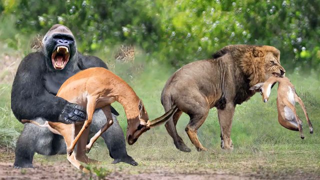 Mothers Animals VS Predators , moment you will not believe when animal defend their cubs