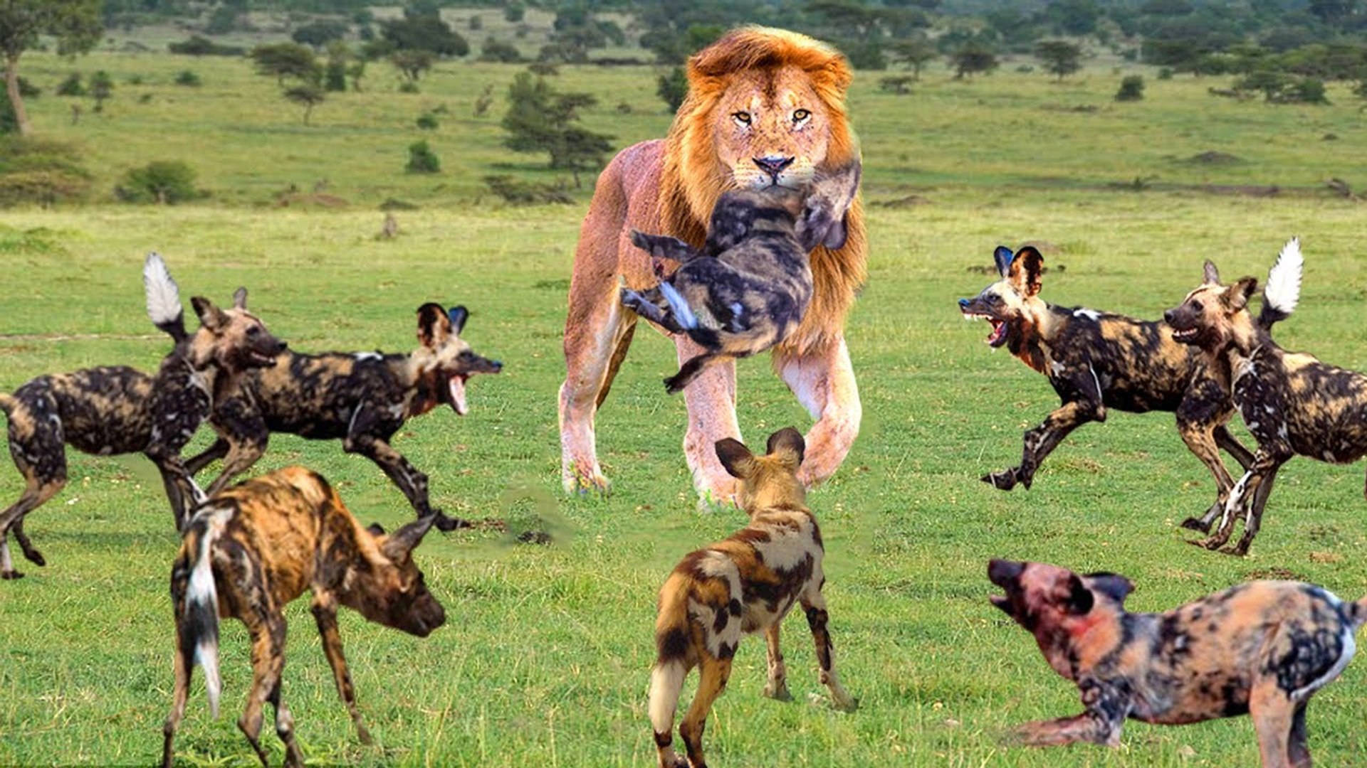 ⁣Lion VS Wild Dog, father lion kills 10 wild dogs threatened his cubs