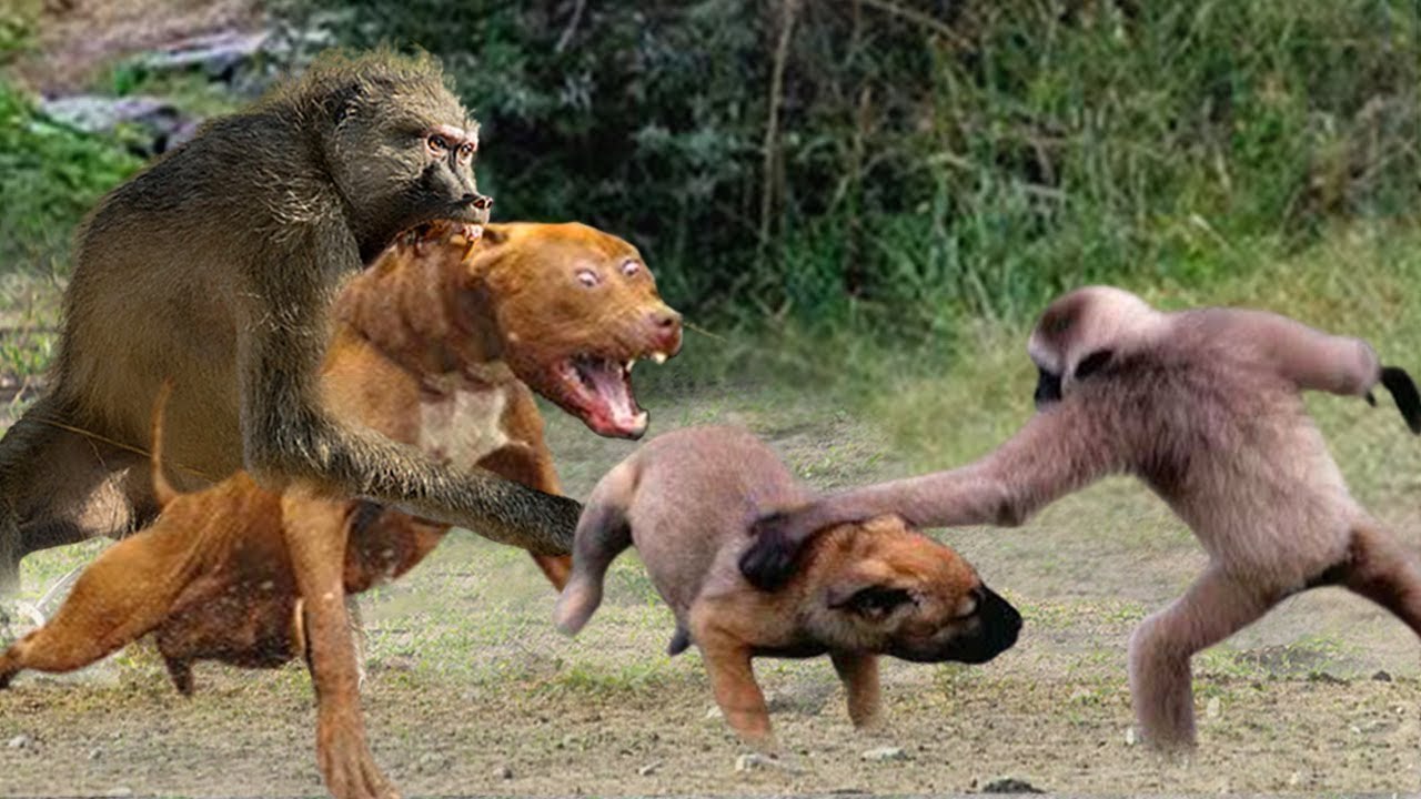 one monkey VS all the  DOGS IN THE VILLAGE , and he won! wanna know what drove him that crazy?