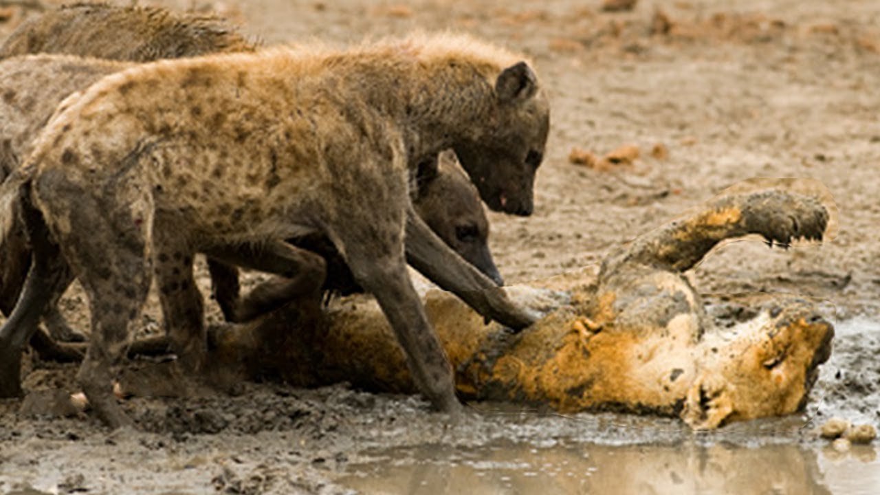 Hyenas Vs Lion how this savage Hyenas killed the lion and cut it piece