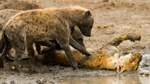 Hyenas Vs Lion how this savage Hyenas killed the lion and cut it piece by piece