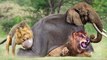 Lions  VS mother Elephant ! lions attack female elephant during giving birth !
