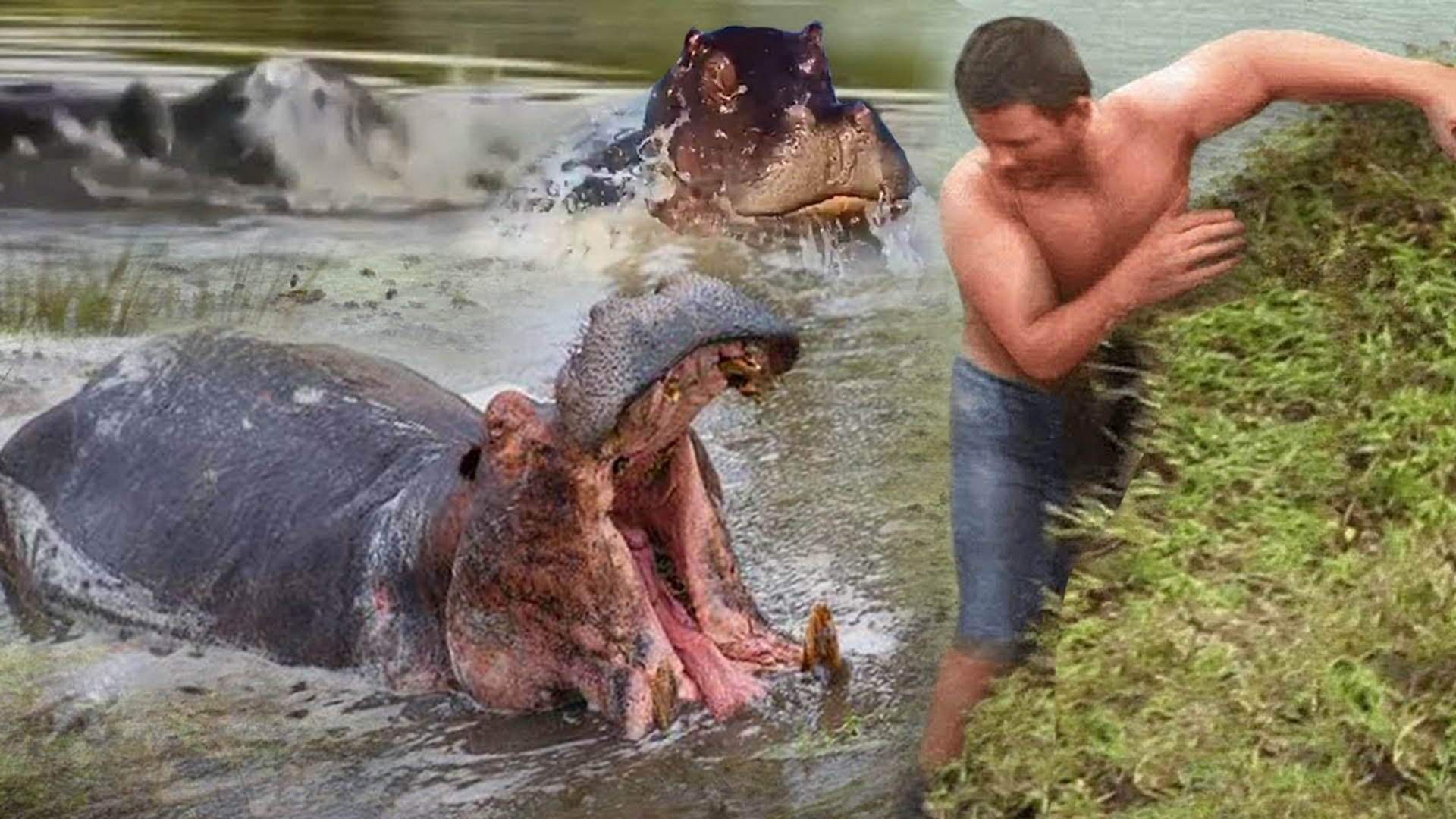 ⁣so scary and dangerous ,When Hippos attack human, crash their boats.....