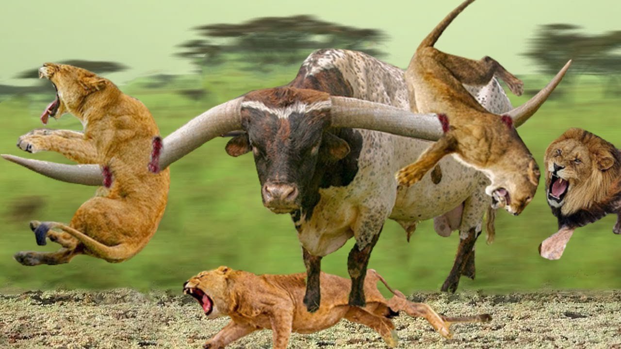 grief scene ,Lion VS Cheetah, when Cheetah cry  to lion to merci her